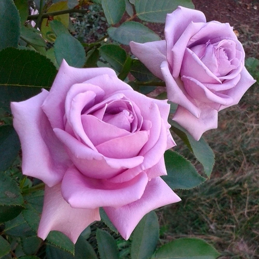 Роза плетистая Инголета