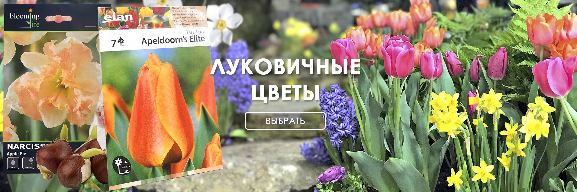 Луковичные цветы