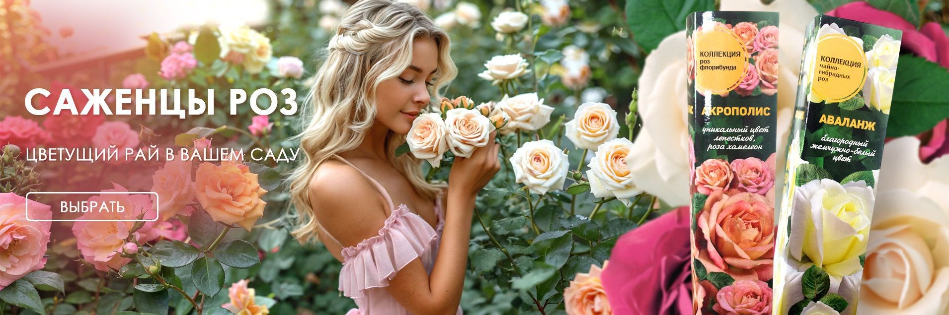 Саженцы роз