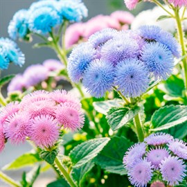 Семена Агератума