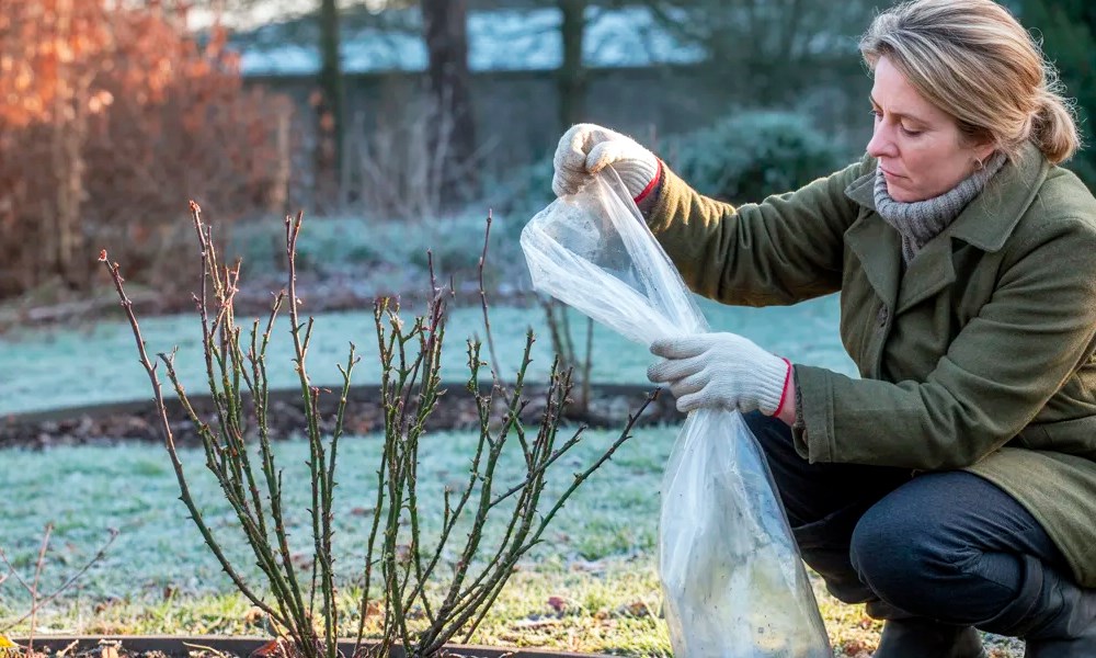 Проверьте укрытие роз в марте: защита от выпревания и весенние заботы