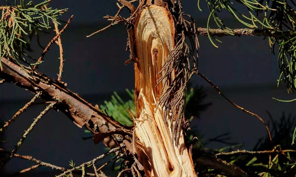 Проверка и лечение повреждений деревьев после зимы