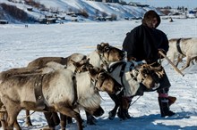 Домашнее оленеводство