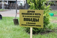 Деревья, посаженные в честь ветеранов