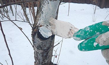 Побелка деревьев зимой