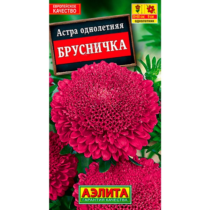 Астра Брусничка - фото 109332