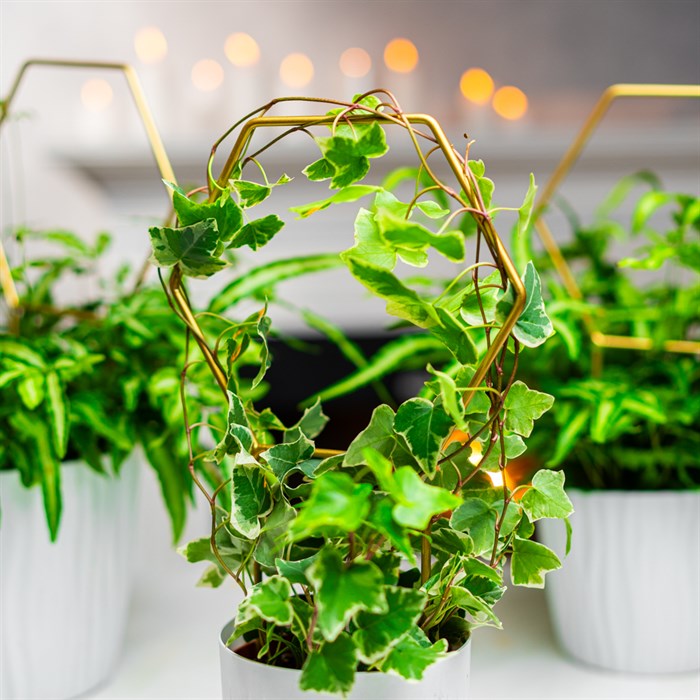 Опора для комнатных растений металл золото 35см 57-933G - фото 126798