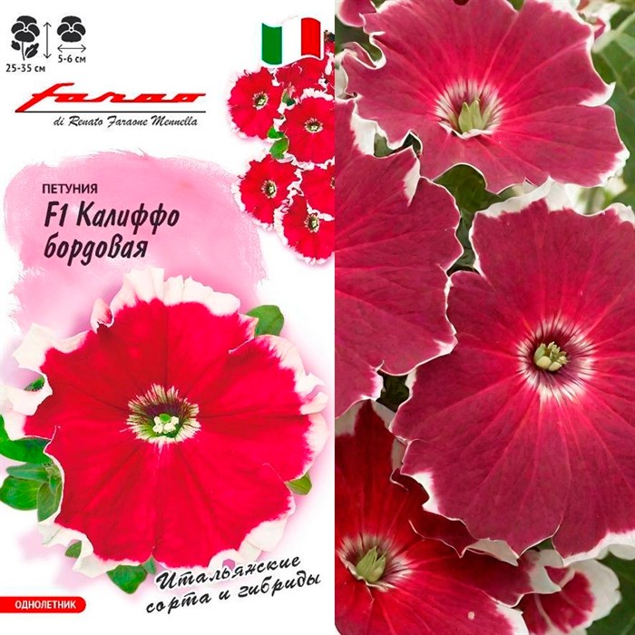 Петуния Калиффо бордовая 7шт - фото 127091