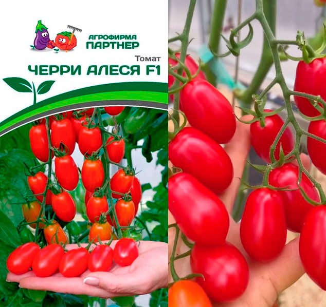 Томат Черри Алеся F1 5шт - фото 127107