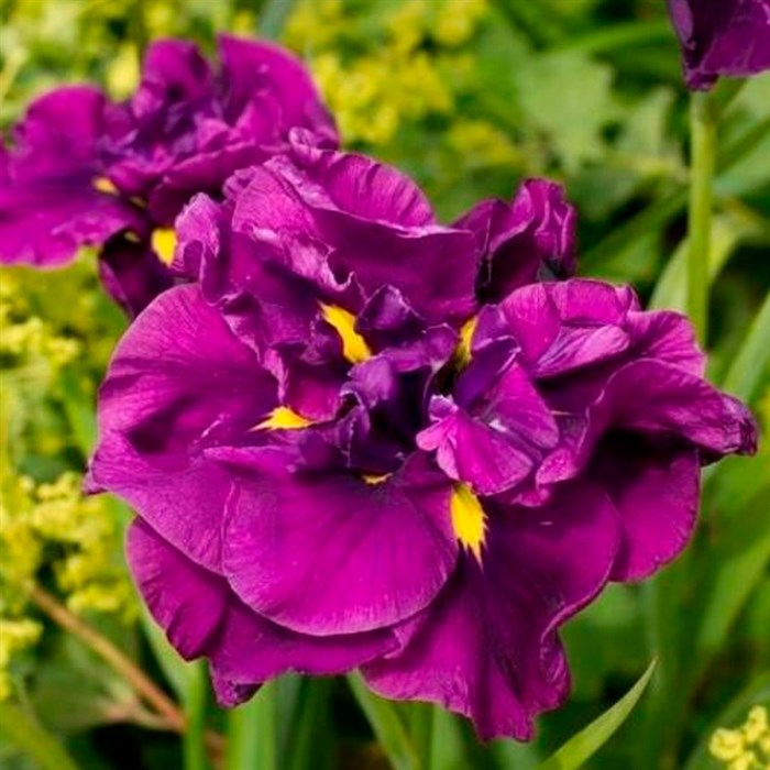 Ирис Алинс Дрим - фото 127210