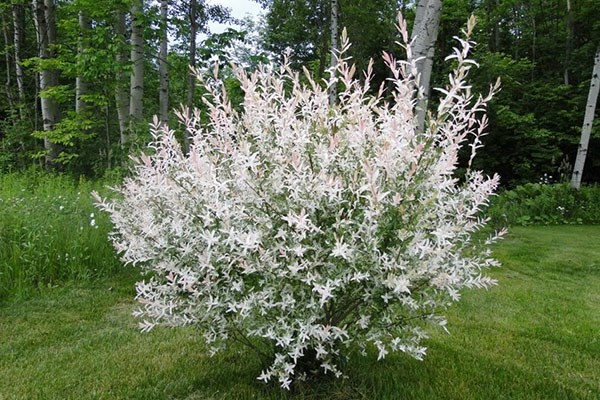 Ива Хакуро Нишики - фото 49721