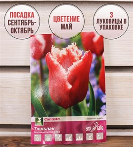 Тюльпан Канаста (3) - фото 107072
