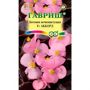 Бегония Аккорд 5шт