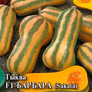 Тыква Барбара 100шт