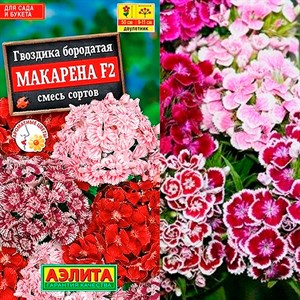 Гвоздика Макарена F2