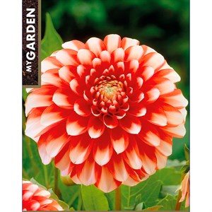 Георгина Бордюрная Мьюзет - фото 127177