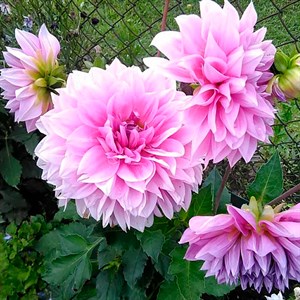 Георгина Декоративная Лавандер Перфекшн - фото 127179