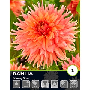 Георгина Декоративная Фейрвей Спур