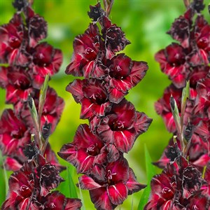 Гладиолус крупноцветковый Блэк Си (7)