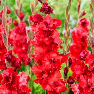 Гладиолус крупноцветковый Вельвет Расберри (7) - фото 127186