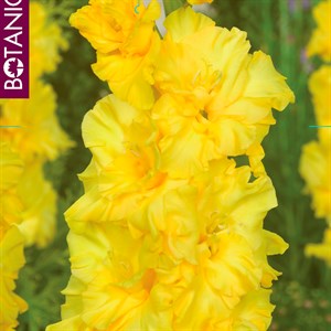 Гладиолус крупноцветковый Харизма (5)