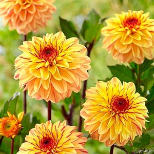 Георгина Декоративная Джелия