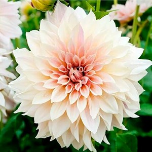 Георгина Декоративная Кафе Ау Лайт - фото 127206