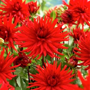 Георгина кактусовая Бергерс Рекорд