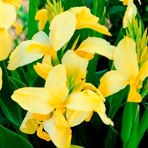 Канна Йеллоу Хамберт