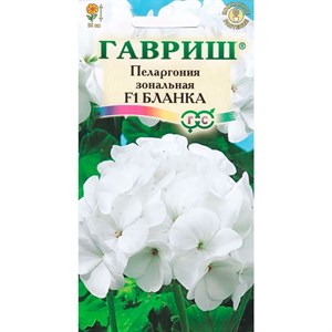 Пеларгония Бланка 4шт