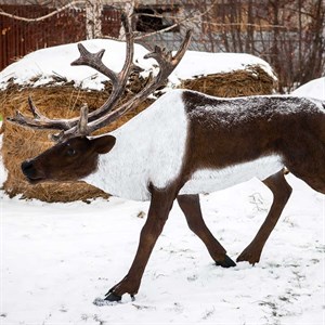 Фигура садово-парковая Олень северный большой высота 153см стеклопластик U08297 - фото 65857