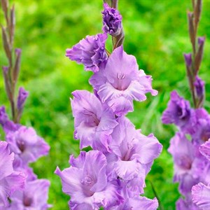 Гладиолус Крупноцветковый Амор Фати (7)