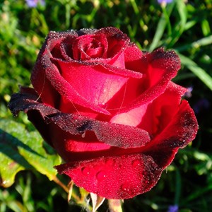 Роза Норита