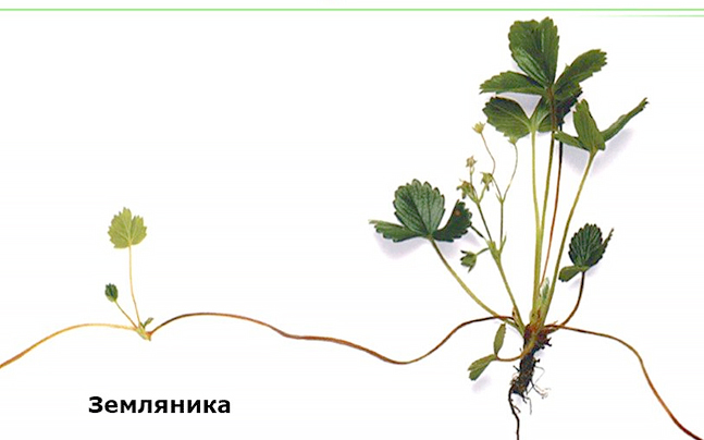 Столон примеры