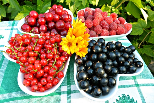 Опасные болезни и вредители смородины
