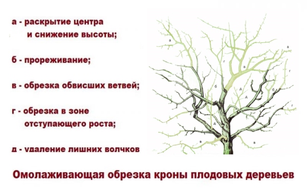 Когда можно делать обрезку деревьев осенью. Омолаживающая обрезка. омолаживающая обрезка деревьев. омолаживающая обрезка деревьев нормы и правила. омолаживающая обрезка термин.