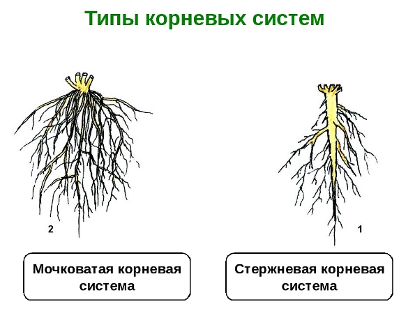ЛР № 6 "Изучение строения корневых систем (стержневой и мочковатой) на примере г