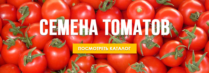 томат маркиза розовая в черном. томат ласточка. томат полдень f1 ильинична.