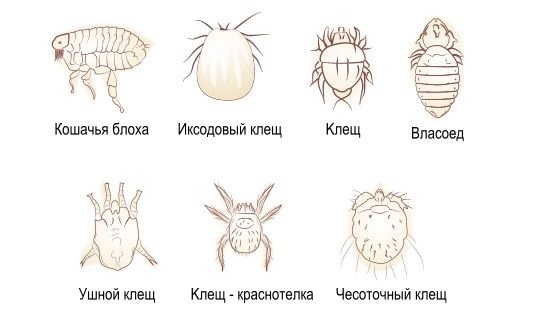 Клещи у кошек и котов: лечение в домашних условиях, симптомы