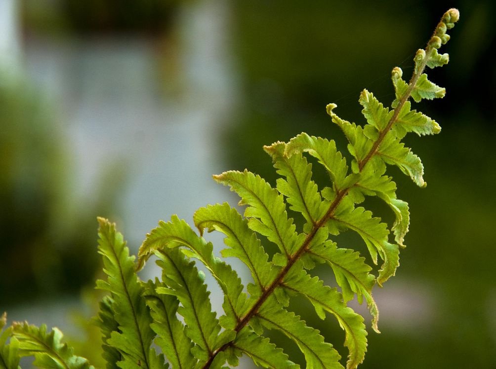 Папоротник полив. Нефролепис. Pteris longifolia. Папоротник комнатный. Папоротник комнатный виды.