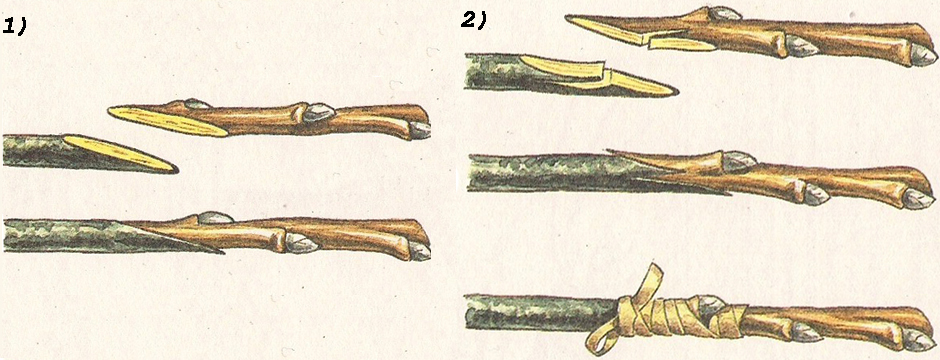 Прививка копулировкой. Прививка яблони окулировкой. Улучшенная копулировка плодовых деревьев весной. Прививка улучшенной копулировкой. Прививка копулировкой.